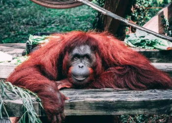 അമ്മയെ-പോലെ-കടുവ-കുഞ്ഞുങ്ങളെ-സ്‌നേഹിക്കുന്ന-ഒറാങ്കുട്ടന്‍;-ഹൃദയസ്പര്‍ശിയായ-വീഡിയോയെന്ന്-സോഷ്യല്‍-മീഡിയ