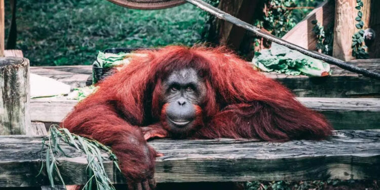 അമ്മയെ-പോലെ-കടുവ-കുഞ്ഞുങ്ങളെ-സ്‌നേഹിക്കുന്ന-ഒറാങ്കുട്ടന്‍;-ഹൃദയസ്പര്‍ശിയായ-വീഡിയോയെന്ന്-സോഷ്യല്‍-മീഡിയ