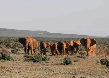 കാട്ടാനക്കൂട്ടത്തിന്-മുന്‍പില്‍-യുവാക്കളുടെ-അഭ്യാസം;-പാഞ്ഞ്-അടുത്ത്-ആന,-വീഡിയോ-വൈറല്‍