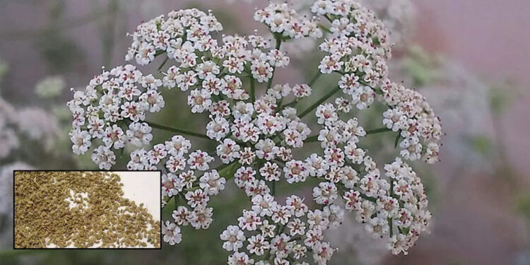 benefits-of-ajwain-water-|-അണുബാധകളെ-പ്രതിരോധിക്കാന്‍-അയമോദക-വെള്ളം