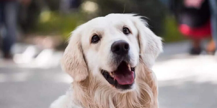 പാഞ്ഞ്-അടുത്ത-ട്രെയിനിന്-മുന്നില്‍-വട്ടം-കറങ്ങി-നായ;-ട്രാക്കില്‍-എടുത്ത്-ചാടി-നായയെ-രക്ഷിച്ച്-യുവാവ്