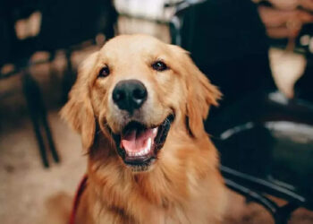 തന്റെ-പ്രിയപ്പെട്ട-നായക്കുട്ടിക്ക്-വേണ്ടി-വിലാപയാത്ര-നടത്തി-വ്യാപാരി;-വൈറലായി-വീഡിയോ