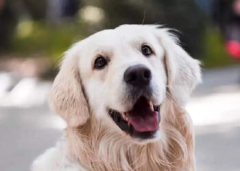 പൂവാലന്‍-ആള്‍-കൊള്ളാല്ലോ.-മതില്‍-കയറുന്ന-പൂവാലന്‍-നായയെ-കണ്ടോ?-പൊട്ടിചിരിച്ച്-സോഷ്യല്‍-മീഡിയ