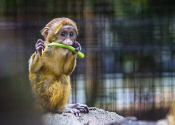 ഈ-ഫോണ്‍-എനിക്ക്-വേണം,-ഇത്-ഞാന്‍-എടുക്കുവാ…-മനുഷ്യന്റെ-കൈയില്‍-നിന്ന്-ഫോണ്‍-തട്ടിപ്പറിച്ച്-കുട്ടി-കുരങ്ങന്‍