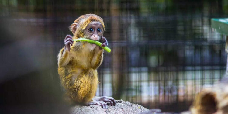 ഈ-ഫോണ്‍-എനിക്ക്-വേണം,-ഇത്-ഞാന്‍-എടുക്കുവാ…-മനുഷ്യന്റെ-കൈയില്‍-നിന്ന്-ഫോണ്‍-തട്ടിപ്പറിച്ച്-കുട്ടി-കുരങ്ങന്‍