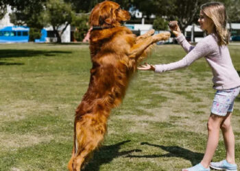 പെണ്‍കുട്ടിക്കൊപ്പം-ഒളിച്ചു-കളിക്കുന്ന-ആള്‍-ആരാണെന്ന്-കണ്ടോ?-രസകരമായ-വീഡിയോ-വൈറല്‍