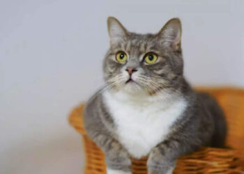 ഇവനാണ്-സൂപ്പര്‍-ക്യാറ്റ്;-ഗോവണിയില്‍-നിന്ന്-വീഴാന്‍-പോയ-കുഞ്ഞിനെ-രക്ഷിച്ച്-പൂച്ച