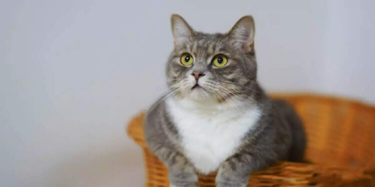 ഇവനാണ്-സൂപ്പര്‍-ക്യാറ്റ്;-ഗോവണിയില്‍-നിന്ന്-വീഴാന്‍-പോയ-കുഞ്ഞിനെ-രക്ഷിച്ച്-പൂച്ച