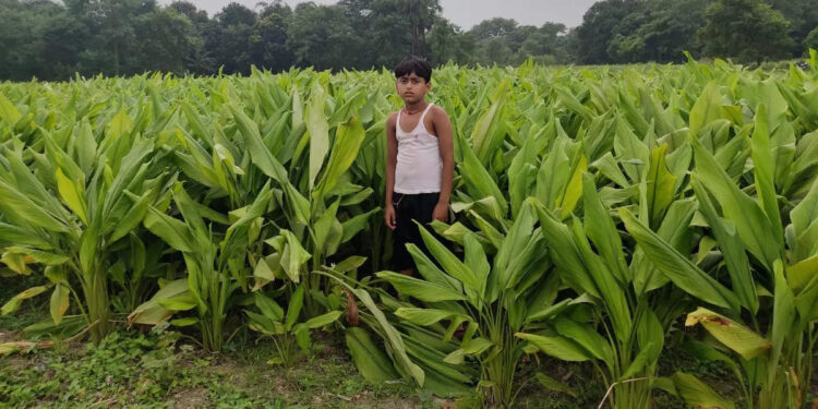 turmeric-leaves:-മഞ്ഞളിന്റെ-ഇലകള്‍-കളയല്ലെ!-ഗുണങ്ങള്‍-നിരവധി