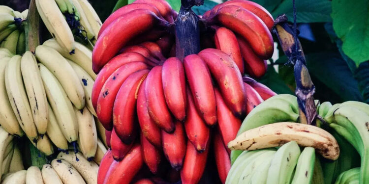 red-banana:-ചെങ്കദളിയും-അതിന്റെ-6-അത്ഭുതഗുണങ്ങളും