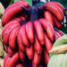 red-banana:-ചെങ്കദളിയും-അതിന്റെ-6-അത്ഭുതഗുണങ്ങളും