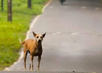 ഇനി-അല്‍പ്പം-മ്യൂസിക്-ആവാം…ഗിറ്റാര്‍-വായിച്ച്-പാട്ട്-പാടി-നായക്കുട്ടി,-വൈറലായി-വീഡിയോ