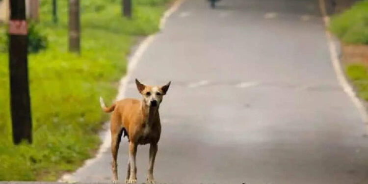 ഇനി-അല്‍പ്പം-മ്യൂസിക്-ആവാം…ഗിറ്റാര്‍-വായിച്ച്-പാട്ട്-പാടി-നായക്കുട്ടി,-വൈറലായി-വീഡിയോ