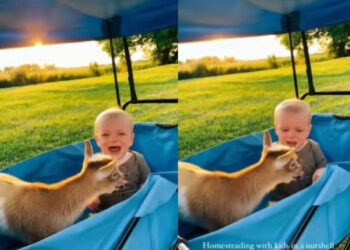 കുഞ്ഞിനെ-പോലെ-കരയുന്ന-ആട്;-വൈറലായി-വീഡിയോ