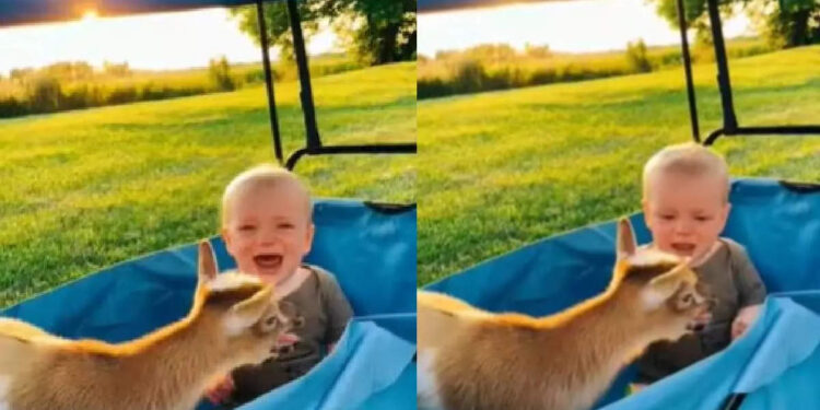 കുഞ്ഞിനെ-പോലെ-കരയുന്ന-ആട്;-വൈറലായി-വീഡിയോ