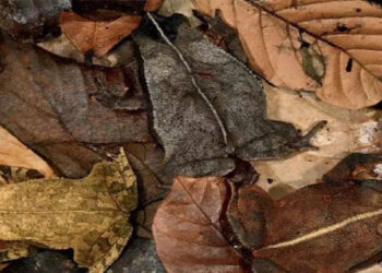 നിങ്ങളുടെ-ഐക്യൂ-അറിയാം;-ഏഴ്-സെക്കന്‍ഡിനുള്ളില്‍-ഈ-ചിത്രത്തില്‍-ഒളിഞ്ഞിരിക്കുന്ന-തവളകളെ-കണ്ടുപിടിക്കാമോ?