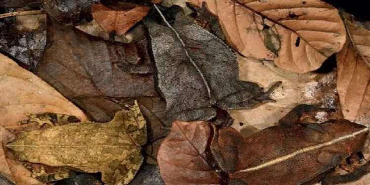 നിങ്ങളുടെ-ഐക്യൂ-അറിയാം;-ഏഴ്-സെക്കന്‍ഡിനുള്ളില്‍-ഈ-ചിത്രത്തില്‍-ഒളിഞ്ഞിരിക്കുന്ന-തവളകളെ-കണ്ടുപിടിക്കാമോ?