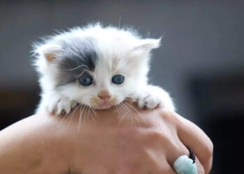 ഒരു-ജീവന്-വേണ്ടി;-അഴുക്ക്-ചാലില്‍പ്പെട്ട-പൂച്ചക്കുഞ്ഞിനെ-രക്ഷിച്ച്-പെണ്‍കുട്ടി