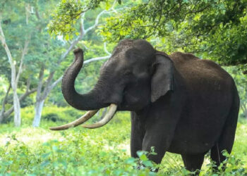 കൂട്ടില്‍-വീണ-ഷൂ-തിരികെ-നല്‍കി-ആന;-ഇവന്‍-ആള്‍-കൊള്ളാല്ലോ-എന്ന്-സോഷ്യല്‍-മീഡിയ