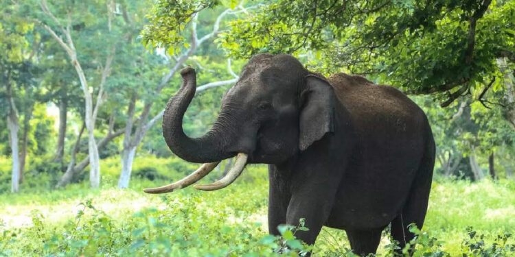 കൂട്ടില്‍-വീണ-ഷൂ-തിരികെ-നല്‍കി-ആന;-ഇവന്‍-ആള്‍-കൊള്ളാല്ലോ-എന്ന്-സോഷ്യല്‍-മീഡിയ