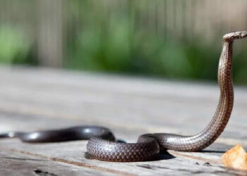 കടിച്ച-പാമ്പിനെ-തിരിച്ച്-കടിച്ച്-കൊന്ന്-രണ്ട്-വയസുകാരി