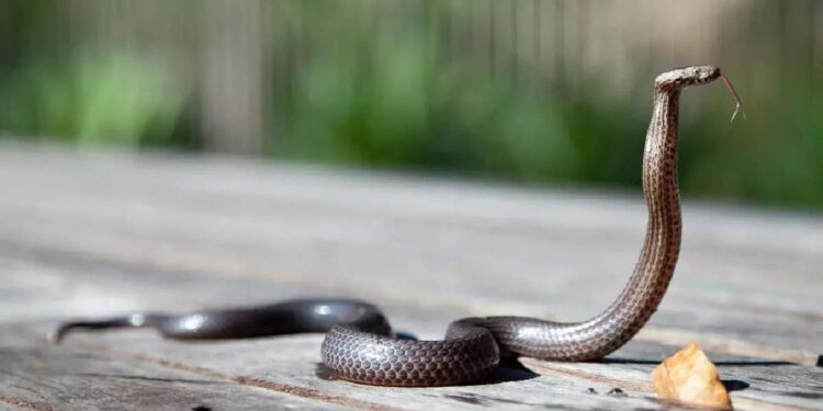 കടിച്ച-പാമ്പിനെ-തിരിച്ച്-കടിച്ച്-കൊന്ന്-രണ്ട്-വയസുകാരി