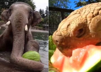 ഇന്നത്തെ-സദ്യ-കുശാല്‍;-ആനയ്ക്കും-ആമയ്ക്കും-കരടിക്കുമൊക്കെ-തണ്ണിമത്തന്‍-ഡേ-സ്‌പെഷ്യല്‍-സദ്യ,-വൈറലായി-വീഡിയോ