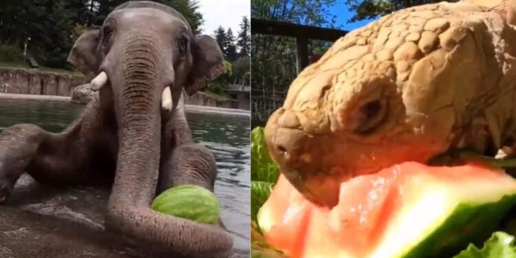 ഇന്നത്തെ-സദ്യ-കുശാല്‍;-ആനയ്ക്കും-ആമയ്ക്കും-കരടിക്കുമൊക്കെ-തണ്ണിമത്തന്‍-ഡേ-സ്‌പെഷ്യല്‍-സദ്യ,-വൈറലായി-വീഡിയോ