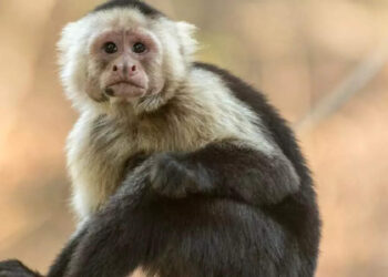 പൊലീസിനെ-വട്ടംകറക്കി-മൃഗശാലയില്‍-നിന്നുള്ള-ഫോണ്‍-കോള്‍;-വിളിച്ചയാളെ-കണ്ട്-അമ്പരന്ന്-ഉദ്യോഗസ്ഥര്‍