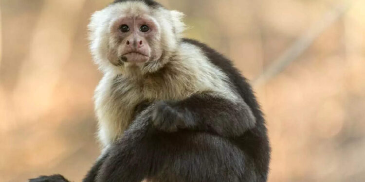 പൊലീസിനെ-വട്ടംകറക്കി-മൃഗശാലയില്‍-നിന്നുള്ള-ഫോണ്‍-കോള്‍;-വിളിച്ചയാളെ-കണ്ട്-അമ്പരന്ന്-ഉദ്യോഗസ്ഥര്‍