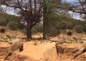 ഇതൊക്കെ-സിമ്പിള്‍-അല്ലെ?-കുന്നിന്റെ-ചെരിവിലൂടെ-ആനക്കുട്ടിയെ-ഇറങ്ങാന്‍-പഠിപ്പിക്കുന്ന-അമ്മ-ആന;-പൊട്ടിചിരിച്ച്-സോഷ്യല്‍-മീഡിയ
