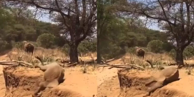 ഇതൊക്കെ-സിമ്പിള്‍-അല്ലെ?-കുന്നിന്റെ-ചെരിവിലൂടെ-ആനക്കുട്ടിയെ-ഇറങ്ങാന്‍-പഠിപ്പിക്കുന്ന-അമ്മ-ആന;-പൊട്ടിചിരിച്ച്-സോഷ്യല്‍-മീഡിയ