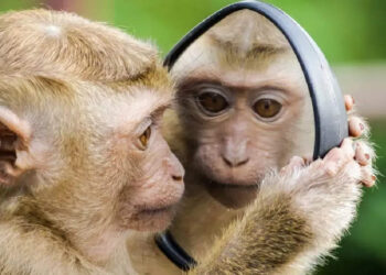 ജില്ല-മജിസ്‌ട്രേറ്റിന്റെ-സണ്‍-ഗ്ലാസ്-അടിച്ച്-മാറ്റി-കുരങ്ങന്മാര്‍;-വികൃതി-കുരങ്ങന്മാരുടെ-വീഡിയോ-വൈറലാകുന്നു