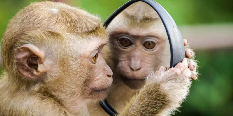 ജില്ല-മജിസ്‌ട്രേറ്റിന്റെ-സണ്‍-ഗ്ലാസ്-അടിച്ച്-മാറ്റി-കുരങ്ങന്മാര്‍;-വികൃതി-കുരങ്ങന്മാരുടെ-വീഡിയോ-വൈറലാകുന്നു