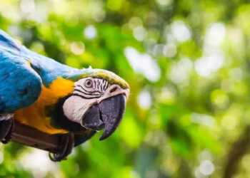 നായക്കുട്ടിയെ-വിരട്ടുന്ന-മക്കാവോ-തത്തയെ-കണ്ടോ?-സോഷ്യല്‍-മീഡിയയെ-പൊട്ടി-ചിരിപ്പിച്ച്-തൃശൂരിലെ-സുന്ദരി-മക്കാവോ