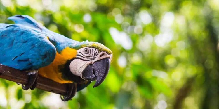 നായക്കുട്ടിയെ-വിരട്ടുന്ന-മക്കാവോ-തത്തയെ-കണ്ടോ?-സോഷ്യല്‍-മീഡിയയെ-പൊട്ടി-ചിരിപ്പിച്ച്-തൃശൂരിലെ-സുന്ദരി-മക്കാവോ