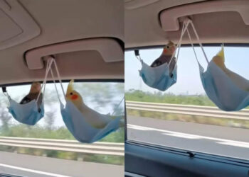 മാസ്‌ക്കിലിരുന്ന്-ഊഞ്ഞാലാടുന്ന-തത്തമ്മകളെ-കണ്ടിട്ടുണ്ടോ?-മാസ്‌ക്-കൊണ്ട്-ഇങ്ങനെയും-ഉപയോഗം-ഉണ്ടോയെന്ന്-സോഷ്യല്‍-മീഡിയ