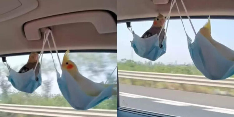 മാസ്‌ക്കിലിരുന്ന്-ഊഞ്ഞാലാടുന്ന-തത്തമ്മകളെ-കണ്ടിട്ടുണ്ടോ?-മാസ്‌ക്-കൊണ്ട്-ഇങ്ങനെയും-ഉപയോഗം-ഉണ്ടോയെന്ന്-സോഷ്യല്‍-മീഡിയ