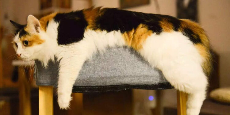 പകരം-വയ്ക്കാനില്ലാത്ത-മാതൃസ്‌നേഹം;-കാണാതായ-പൂച്ച-കുഞ്ഞിനെ-തേടി-അമ്മ-പൂച്ചയും-അധ്യാപികരും;-ഹൃദ്യം-ഈ-കാഴ്ച