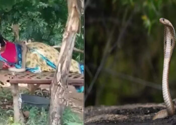 ഉറങ്ങി-കിടന്ന-സ്ത്രീയുടെ-ശരീരത്തില്‍-പത്തി-വിടര്‍ത്തി-വിഷപാമ്പ്;-അമ്പരന്ന്-സോഷ്യല്‍-മീഡിയ