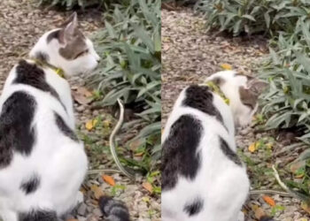 പൂച്ചയെ-ചുംബിക്കാന്‍-പോയ-പാമ്പ്;-പിന്നെ-സംഭവിച്ചത്-കണ്ടോ