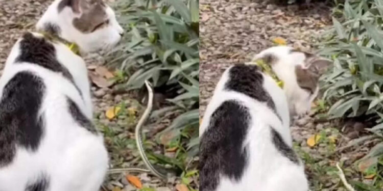 പൂച്ചയെ-ചുംബിക്കാന്‍-പോയ-പാമ്പ്;-പിന്നെ-സംഭവിച്ചത്-കണ്ടോ