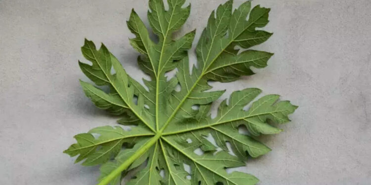 papaya-leaf:-മുടികൊഴിച്ചിലെല്ലാം-മാറ്റുവാന്‍-ഇത്-മാത്രം-മതി