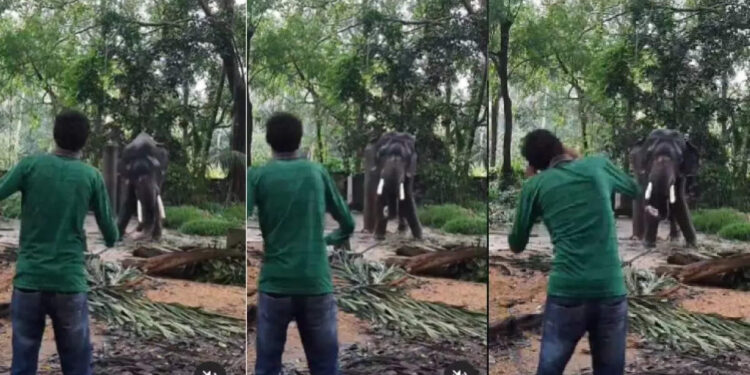 തുമ്പിക്കൈ-കുലുക്കി-യുവാവിനൊപ്പം-ആനയുടെ-നൃത്തം;-വൈറലായി-വീഡിയോ