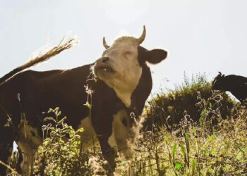 കടുവയെ-വിരട്ടി-ഓടിച്ച്-കാള;-വൈറലായി-വീഡിയോ