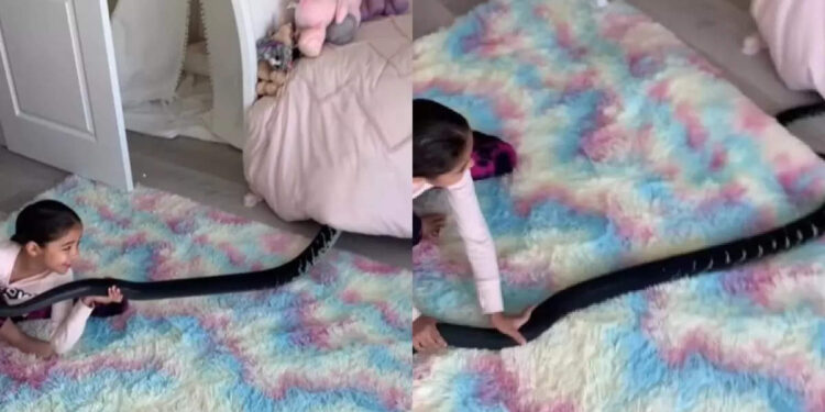 പെരുമ്പാമ്പിനൊപ്പം-കളിക്കുന്ന-പെണ്‍കുട്ടിയെ-കണ്ടോ;-അന്തംവിട്ട്-സോഷ്യല്‍-മീഡിയ