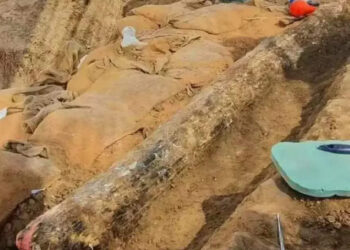 150-കിലോഗ്രാം-ഭാരവും,-2.6-മീറ്റര്‍-നീളവും;-ഇസ്രായേലില്‍കണ്ടെത്തിയത്-അപൂര്‍വയ്യിനം-ആനക്കൊമ്പ്