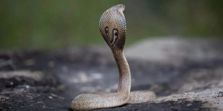 കോഴി-കുഞ്ഞുങ്ങള്‍ക്ക്-മുന്നില്‍-പത്തി-വിടര്‍ത്തി-രാജവെമ്പാല;-കൊത്തി-പായിച്ച്-തള്ള-കോഴി,-വൈറലായി-വീഡിയോ