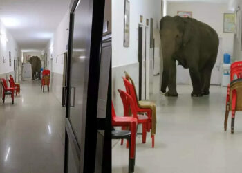 ആശുപത്രിയില്‍-അപ്രതീക്ഷിത-അതിഥികളായി-കാട്ടാനകള്‍;-അമ്പരന്ന്-രോഗികളും-നാട്ടുകാരും