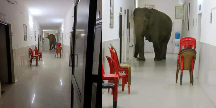 ആശുപത്രിയില്‍-അപ്രതീക്ഷിത-അതിഥികളായി-കാട്ടാനകള്‍;-അമ്പരന്ന്-രോഗികളും-നാട്ടുകാരും